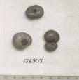 Click for 1 image(s) for this accession. FRUIT